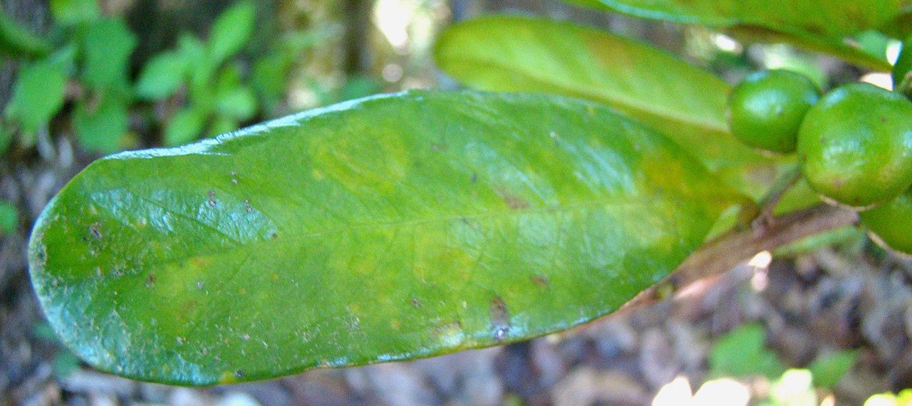 Balgoya pacifica — search result for 'Polygalaceae'