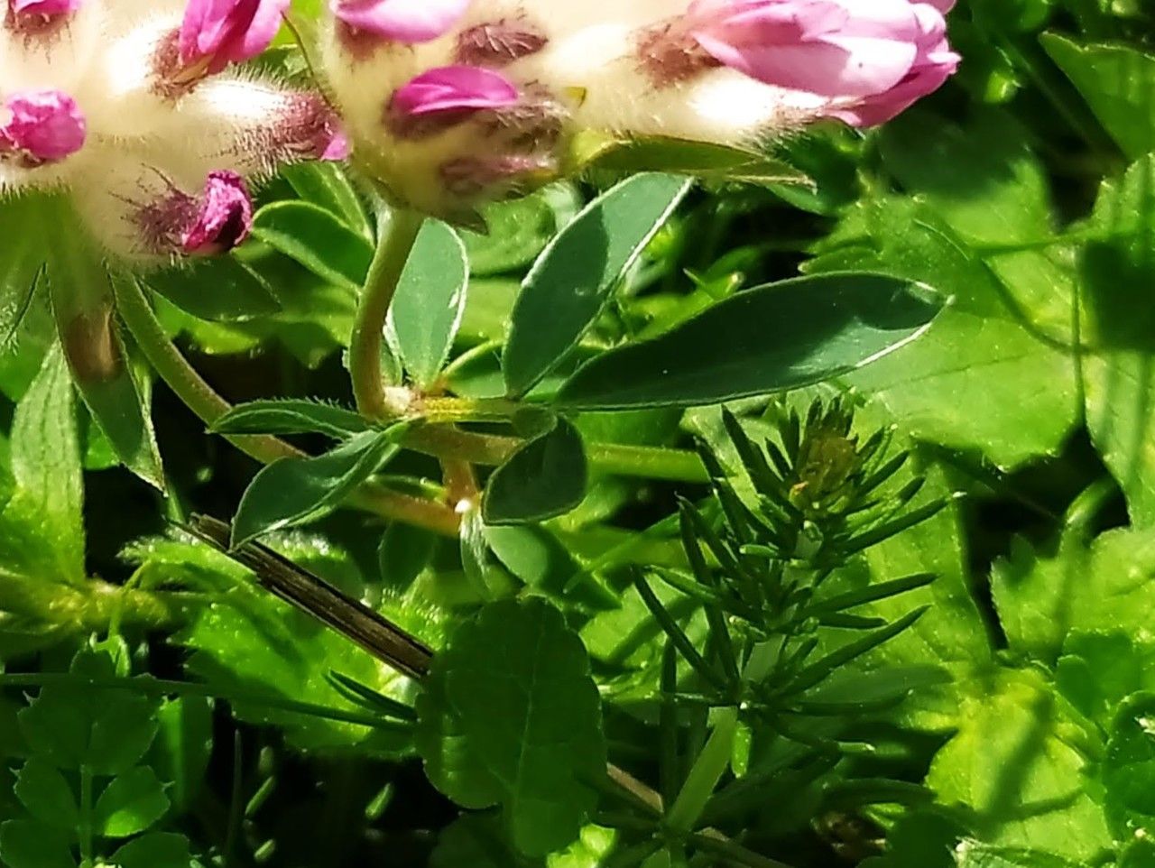 Anthyllis montana leaf