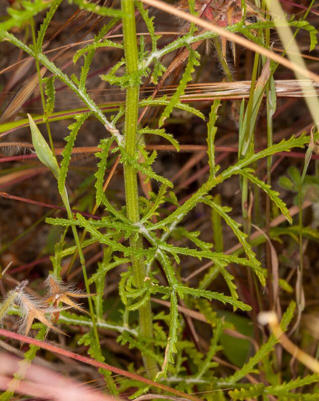 Crupina crupinastrum leaf