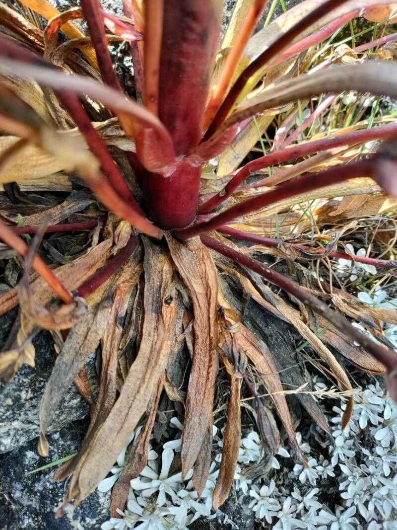 Gentianella weberbaueri — search result for 'Gentianella'