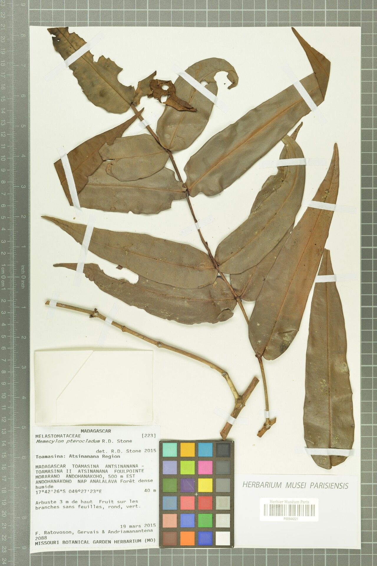 Memecylon pterocladum — houseplant care guide