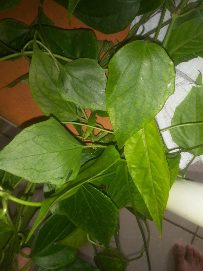 Mikania lindleyana — houseplant care guide
