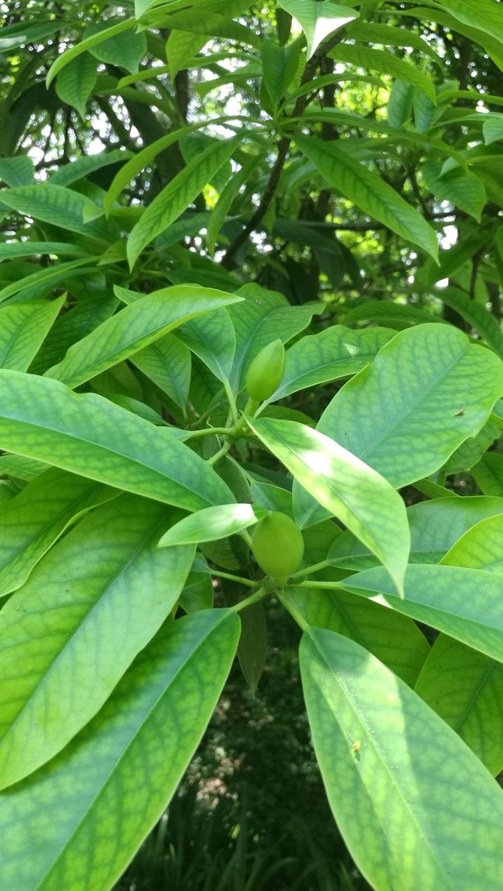 Michelia alba leaf
