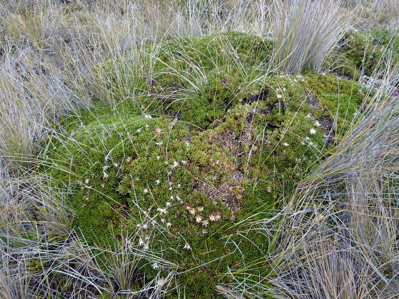 Diplostephium colombianum habit