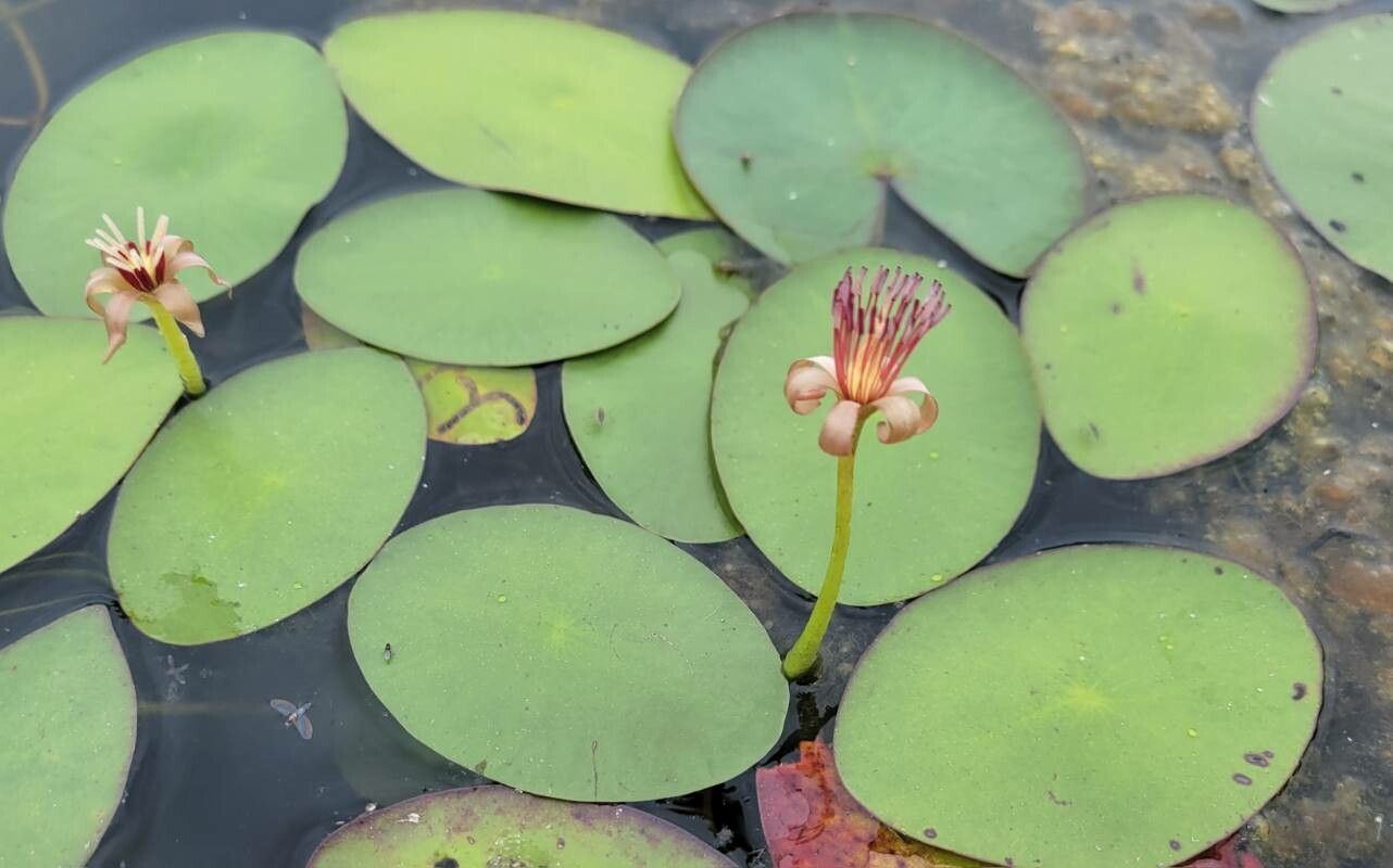 Brasenia schreberi flower