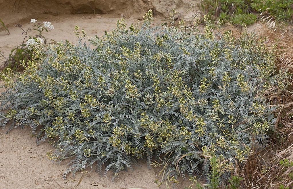 Astragalus traskiae habit