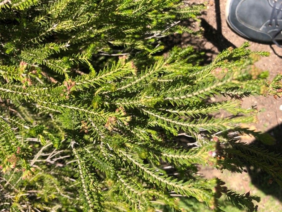 Erica terminalis — search result for 'Erica'