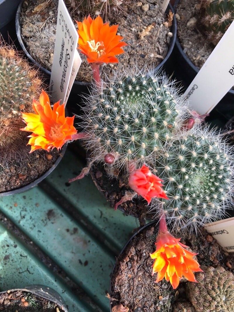 Rebutia flavistyla leaf