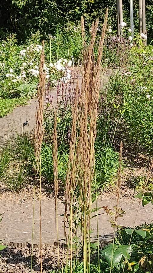 Calamagrostis × acutiflora flower