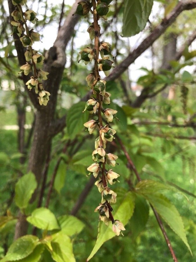 Stachyurus praecox fruit