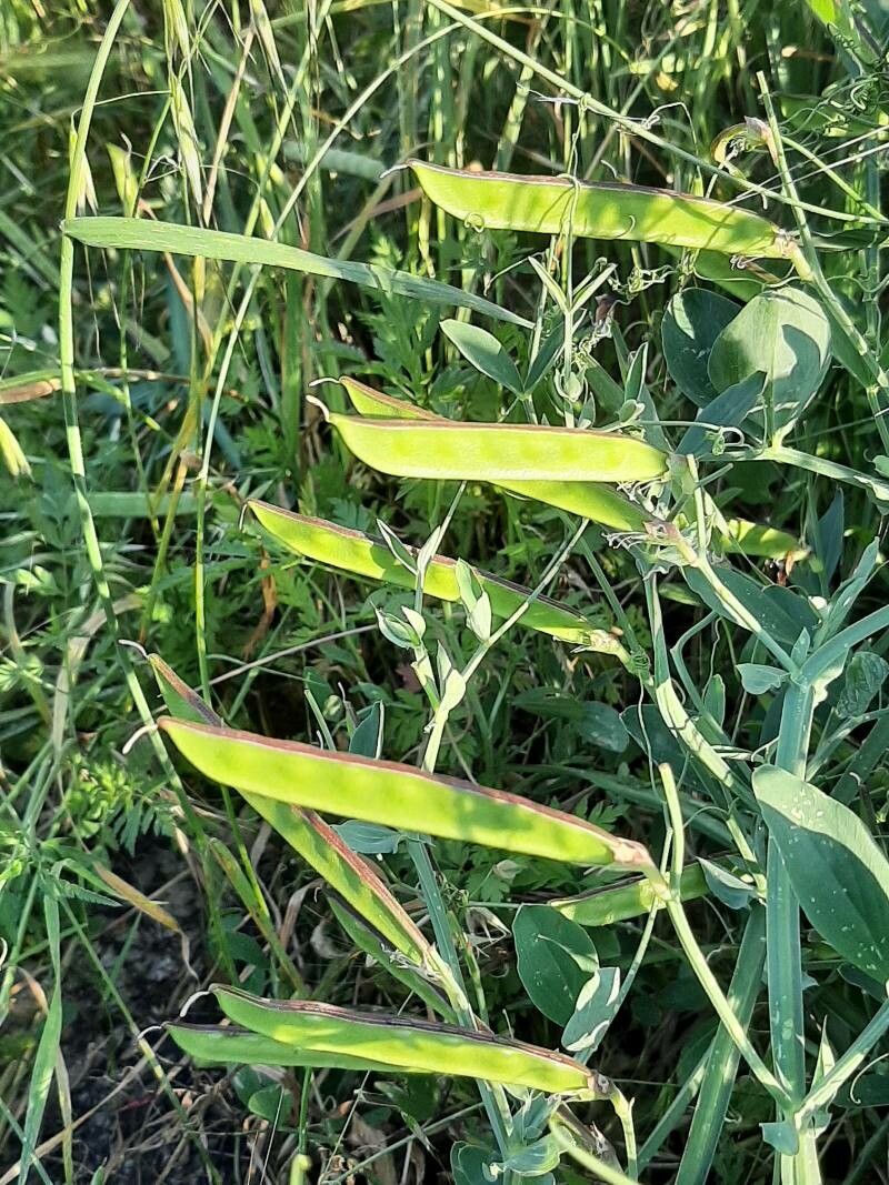 Lathyrus tingitanus fruit