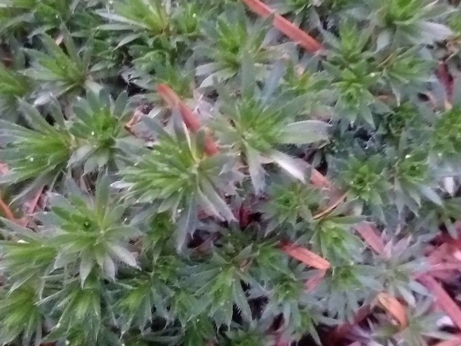 Draba bruniifolia — related species from the same genus