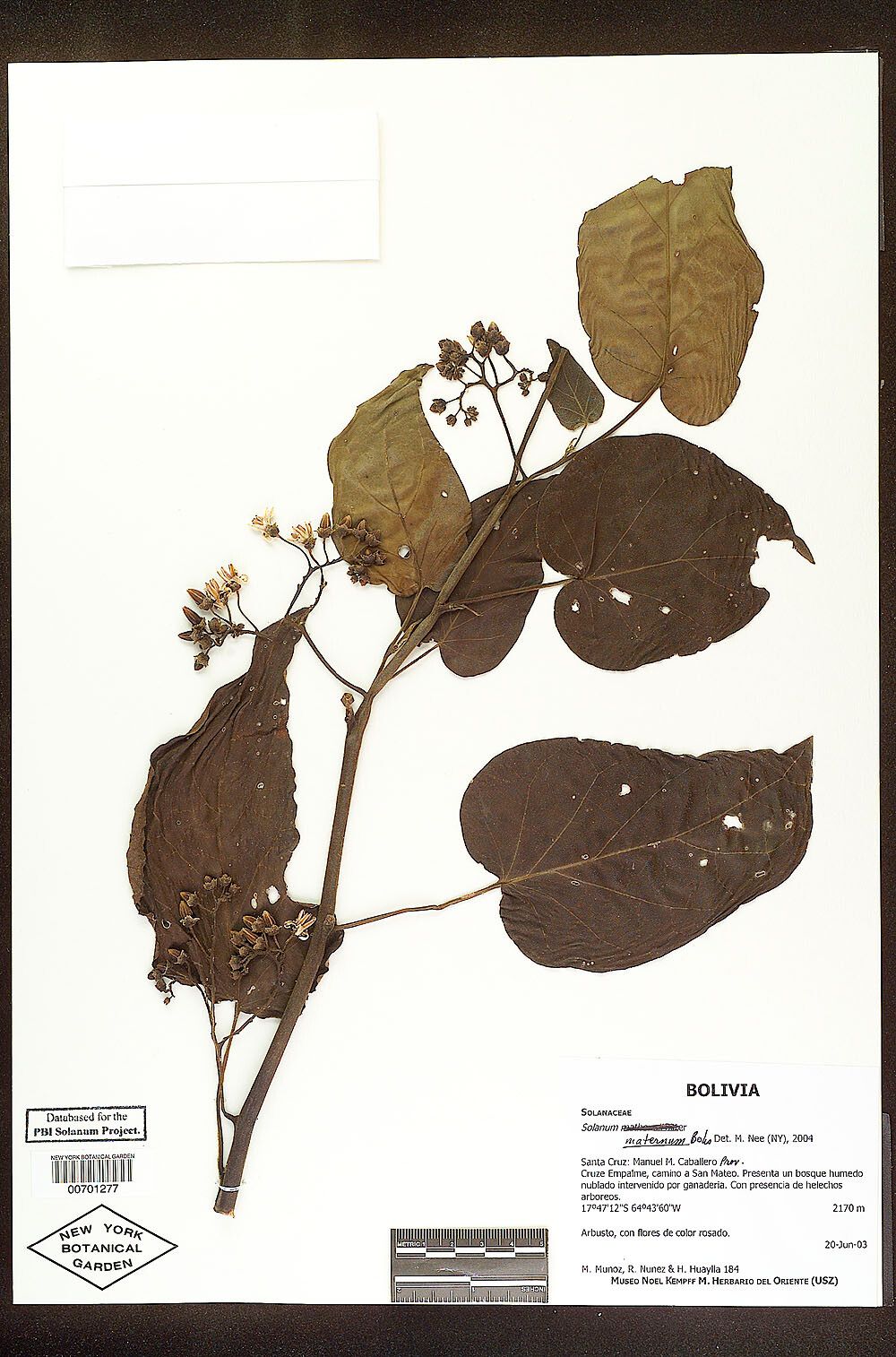 Solanum maternum — houseplant care guide