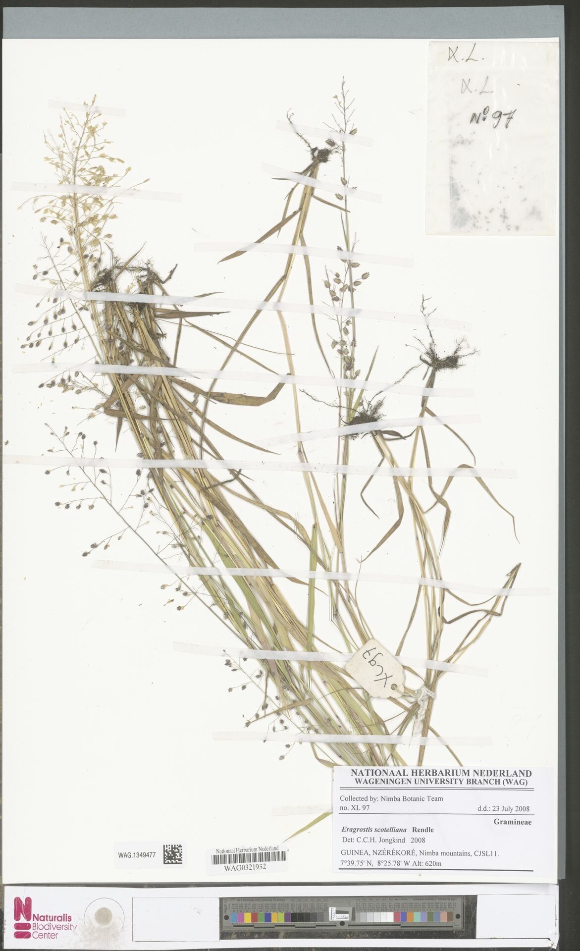 Eragrostis scotelliana — search result for 'Eragrostis'