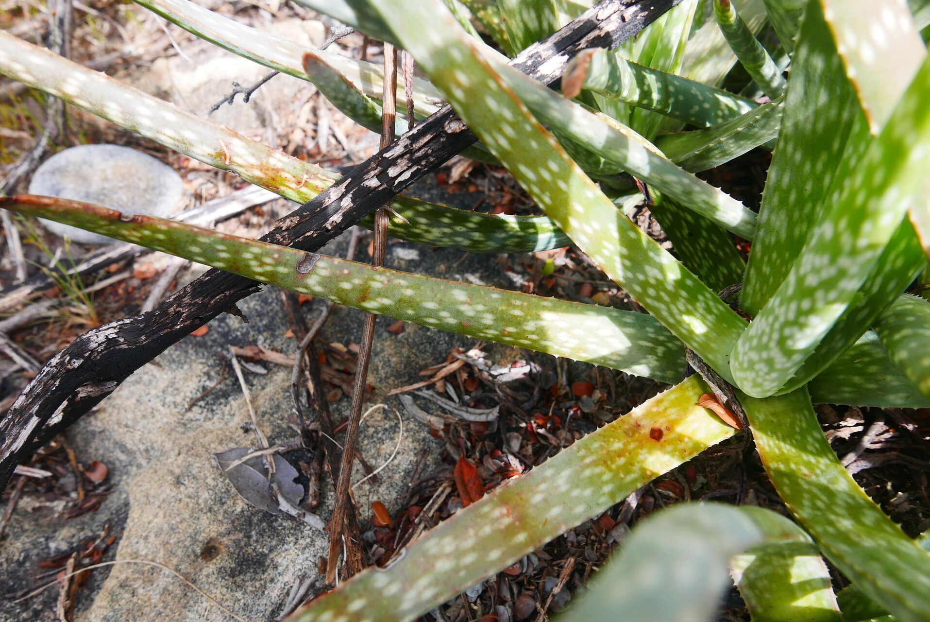 Aloe guillaumetii — houseplant care guide