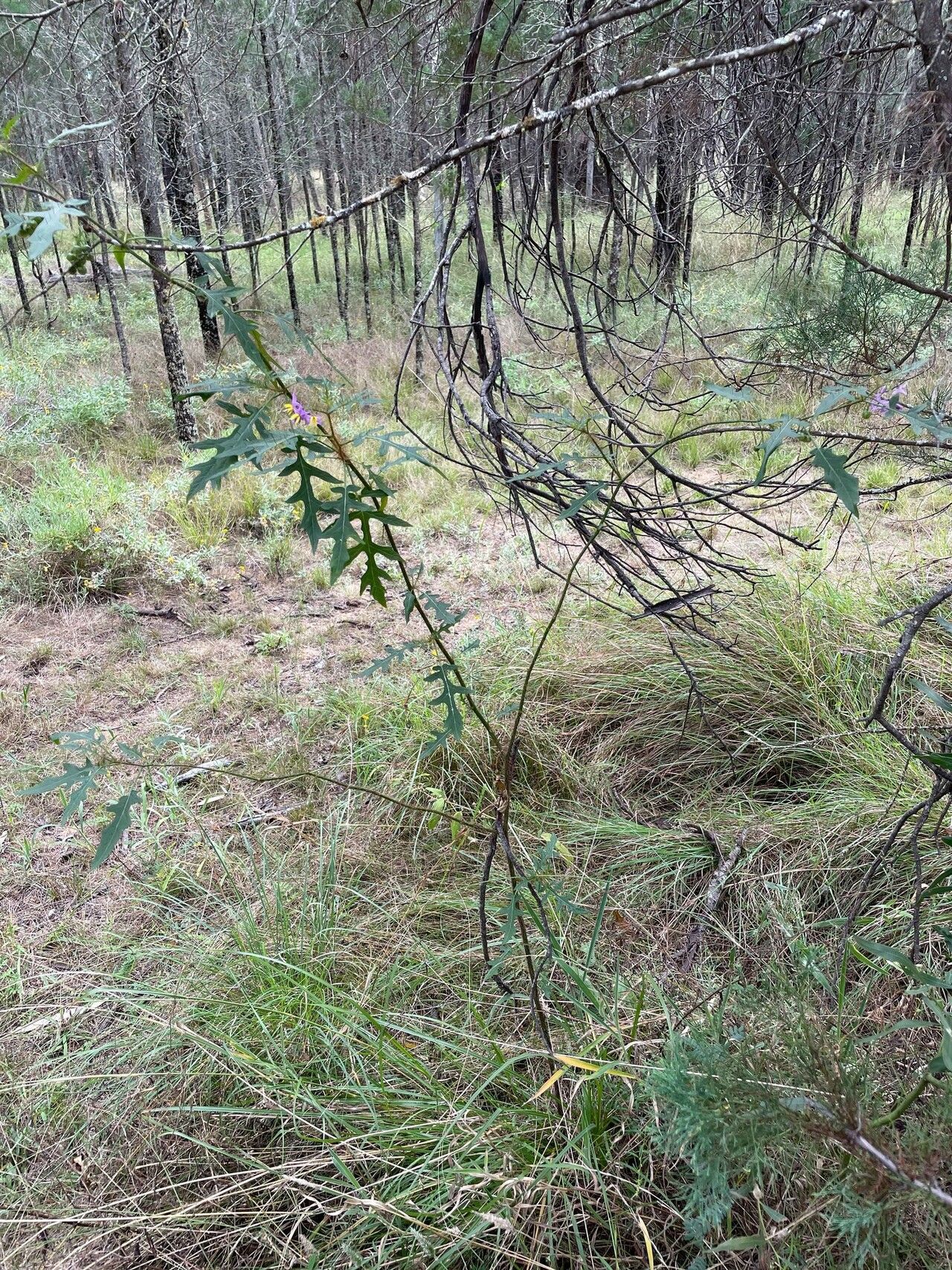 Solanum coracinum habit