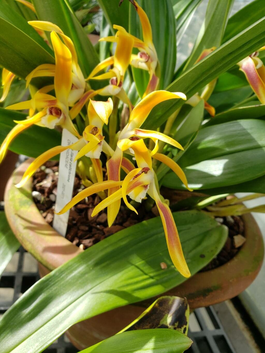 Maxillaria callichroma flower