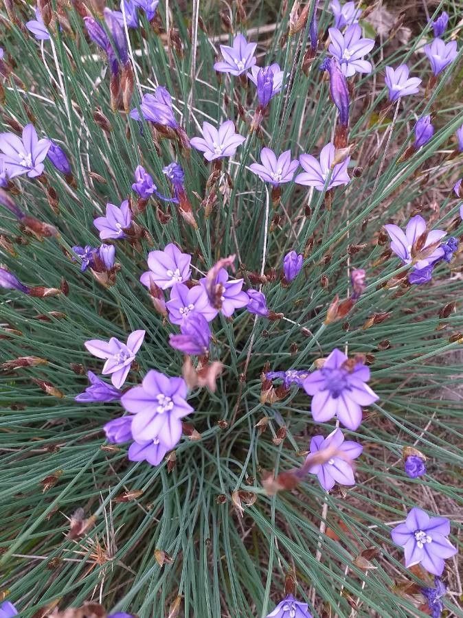 Aphyllanthes monspeliensis flower