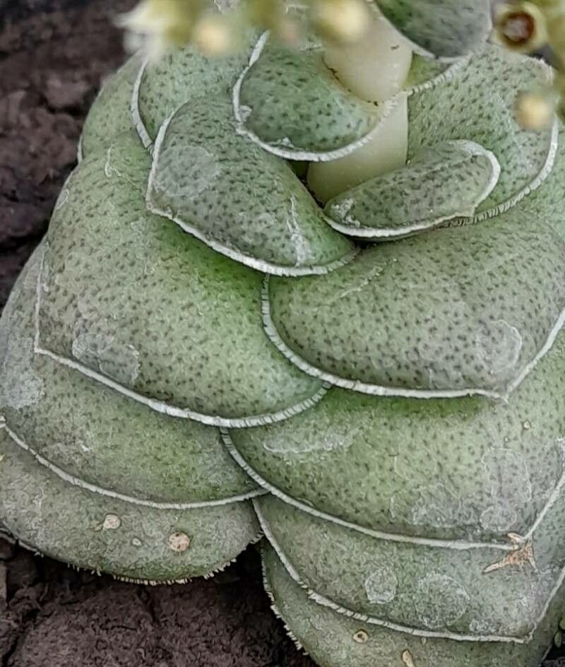 Crassula hemisphaerica