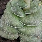 Crassula hemisphaerica