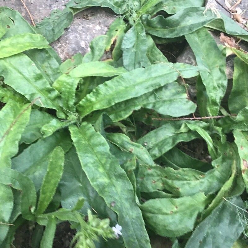 Anchusa capensis — search result for 'Anchusa'