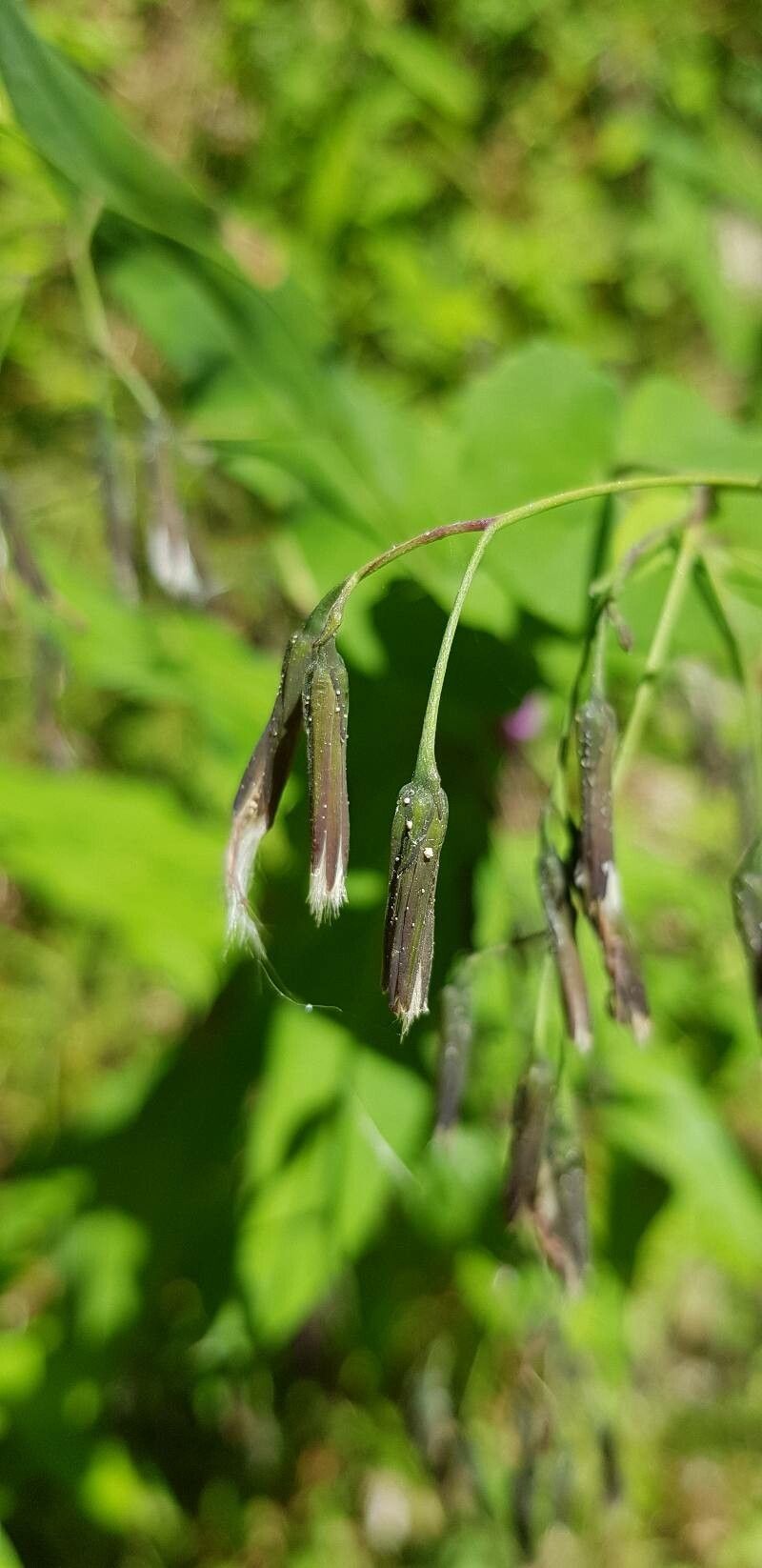 Prenanthes purpurea fruit