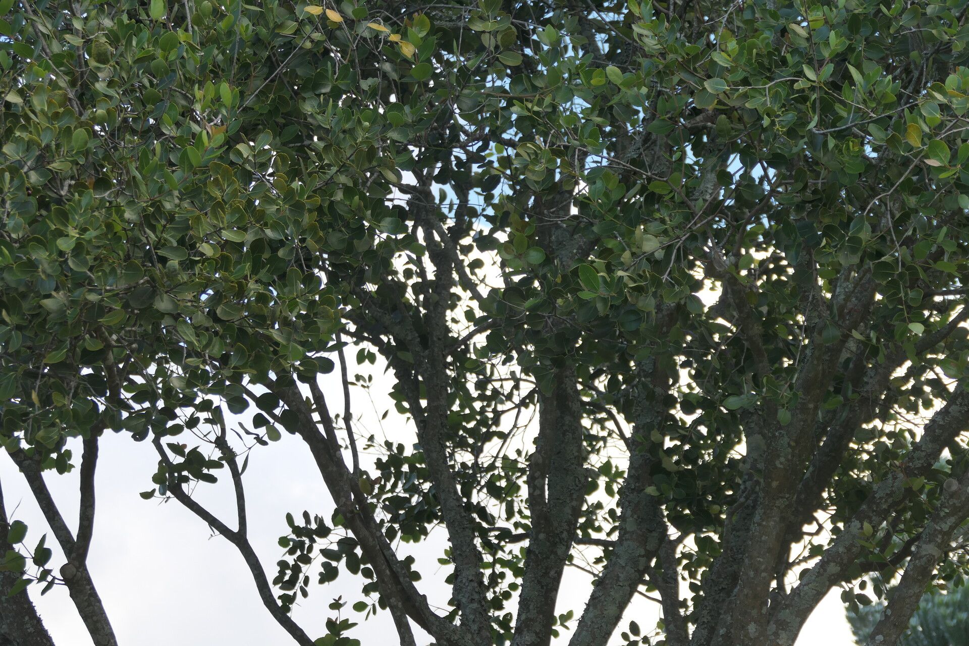 Cassine peragua habit