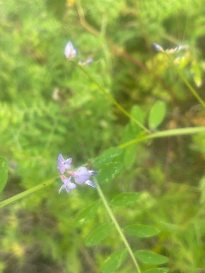 Vicia ludoviciana flower