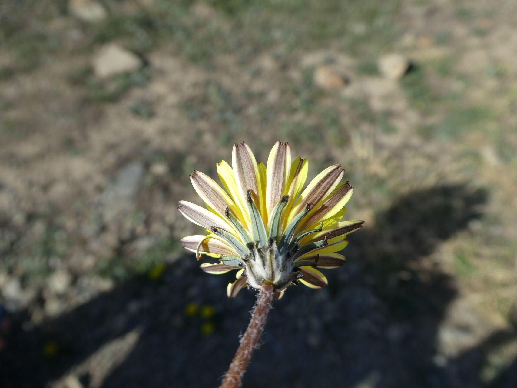 Taraxacum megalorrhizon flower