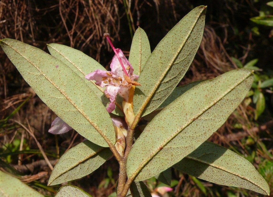 Rhododendron virgatum leaf