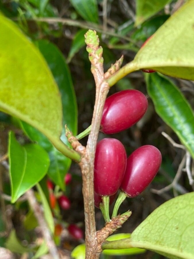 Erythroxylum squamatum — houseplant care guide