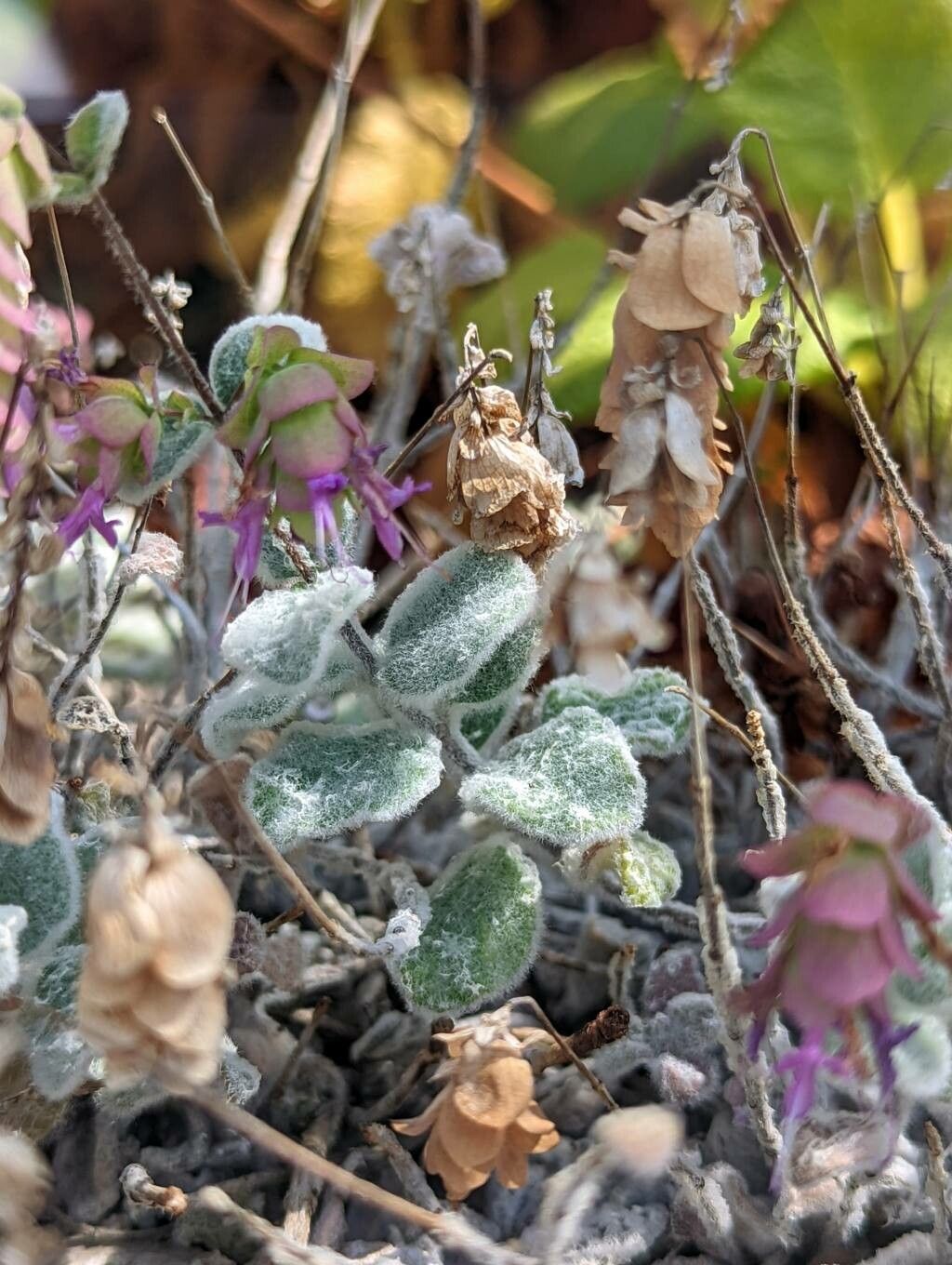 Origanum dictamnus leaf