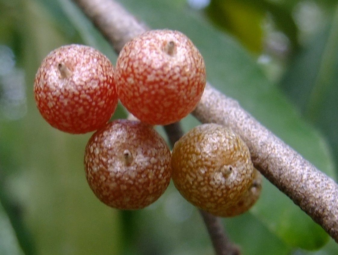 Elaeagnus Parvifolia fruit
