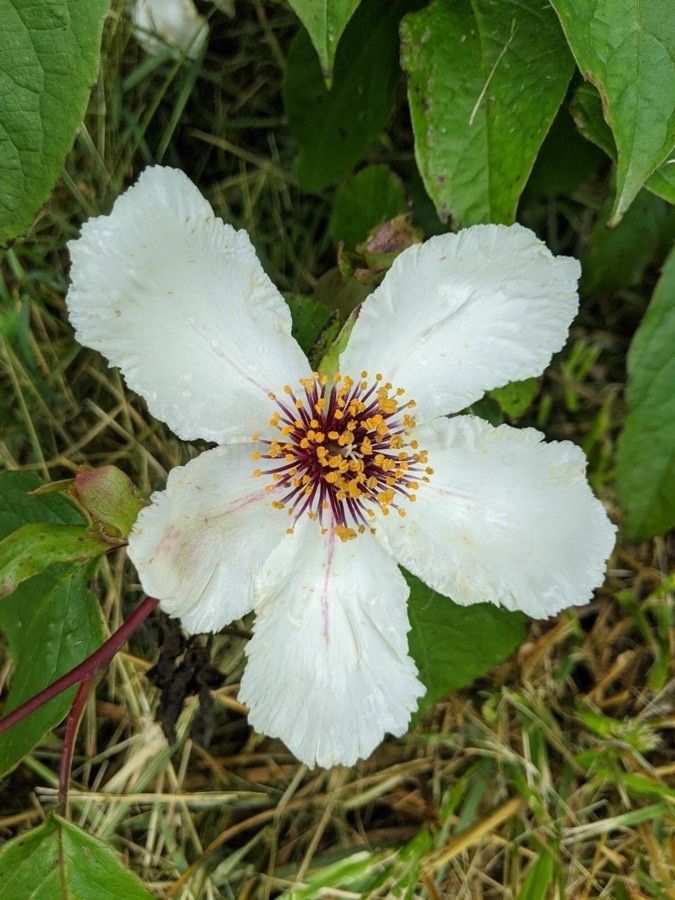 Stewartia ovata — search result for 'Theaceae'