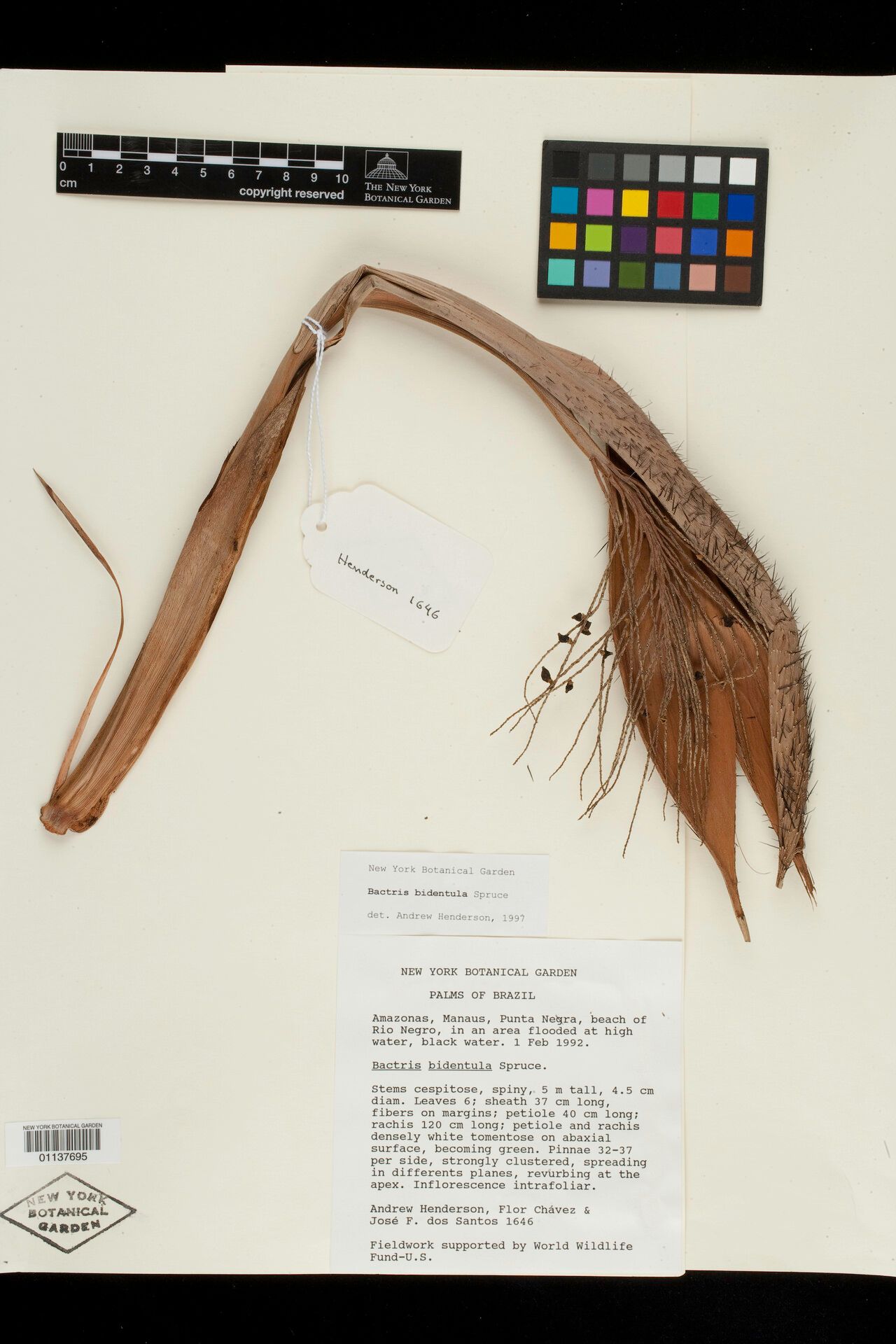 Bactris bidentula fruit