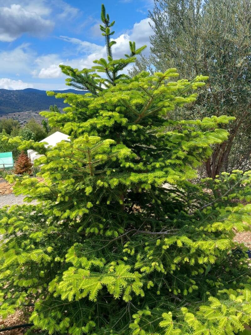 Abies × masjoannis other