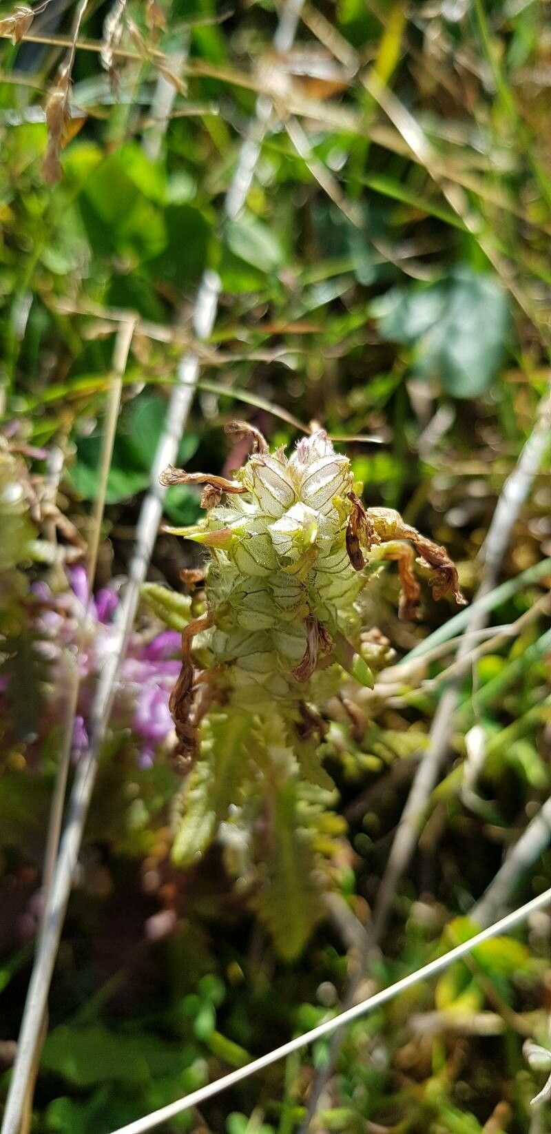 Pedicularis verticillata fruit