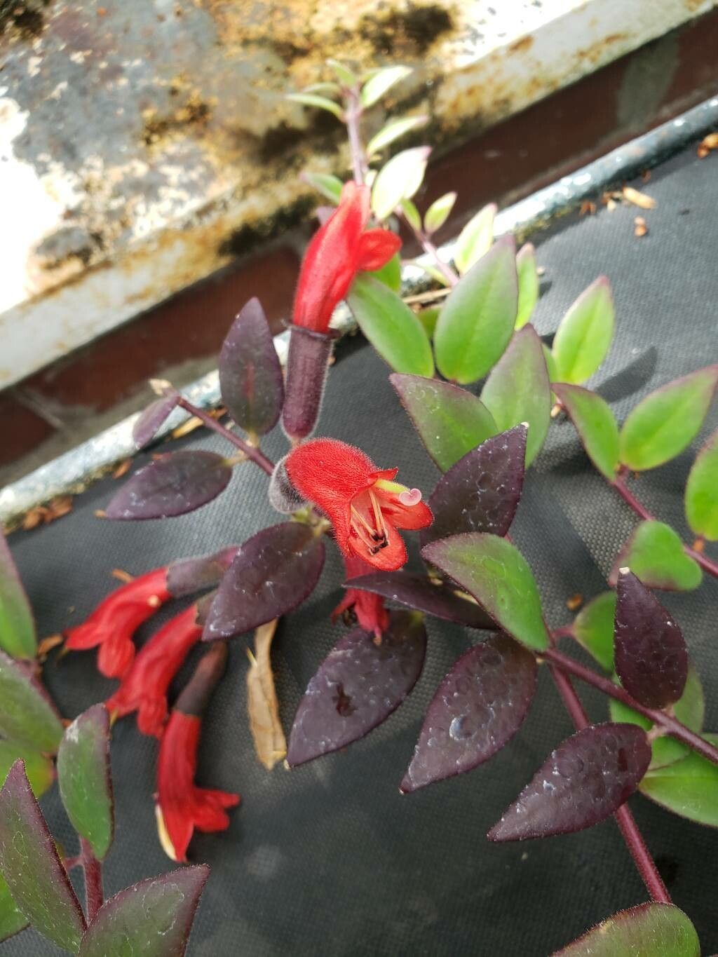 Aeschynanthus parviflorus flower