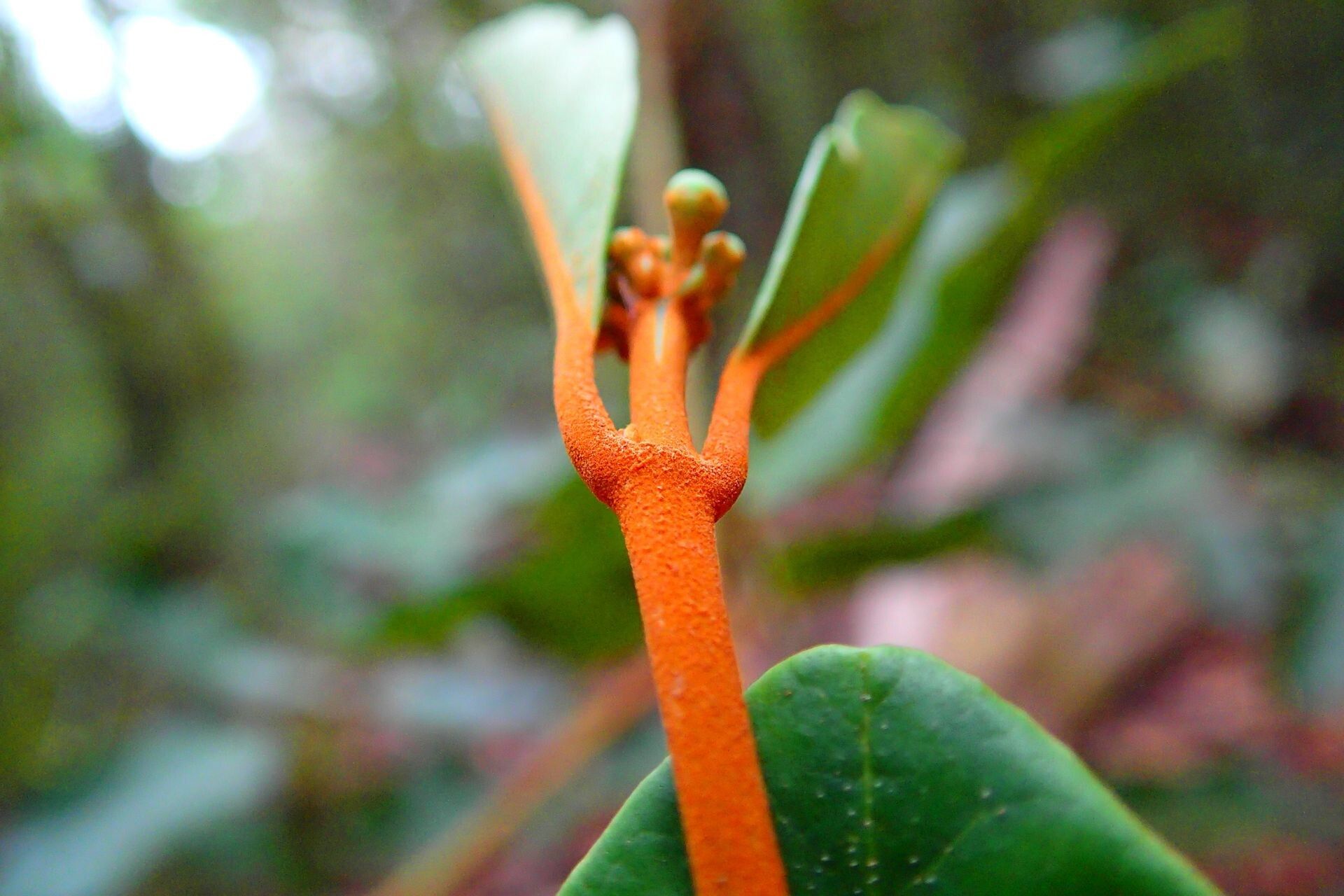 Polyscias otopyrena bark