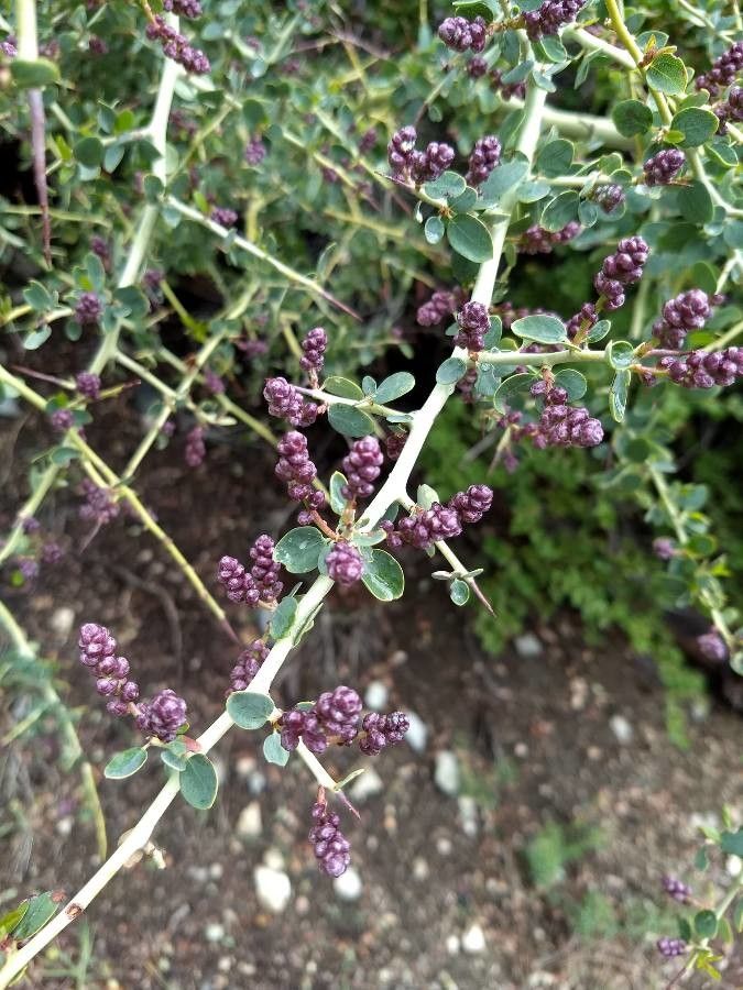 Ceanothus integerrimus flower