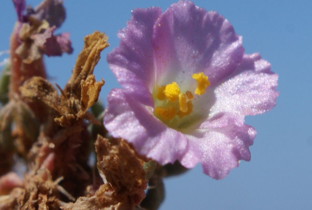 Frankenia composita flower