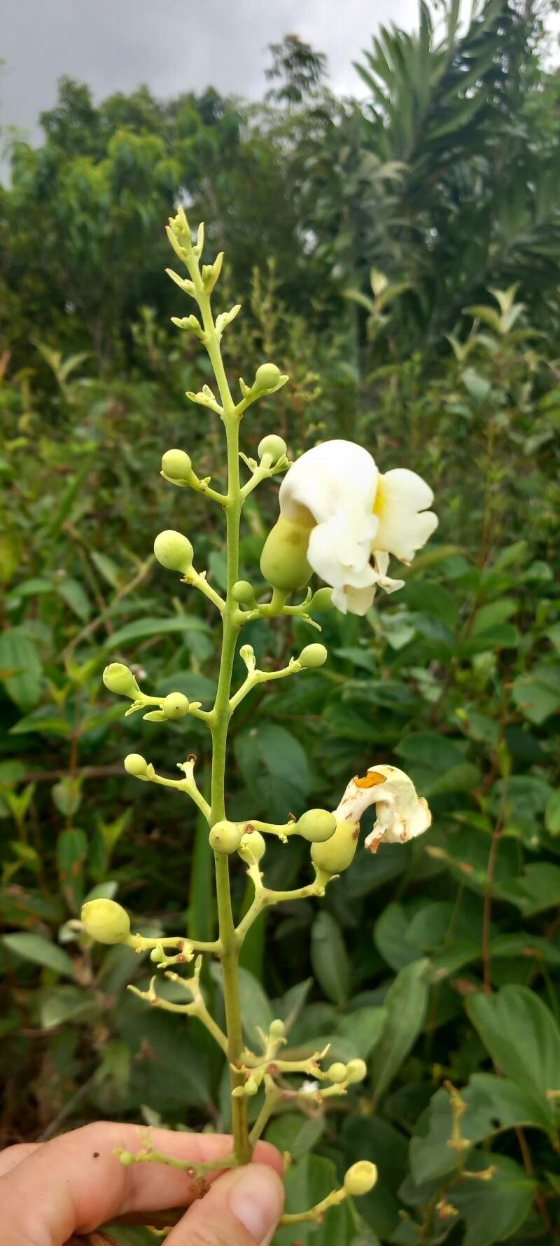 Amphilophium racemosum flower