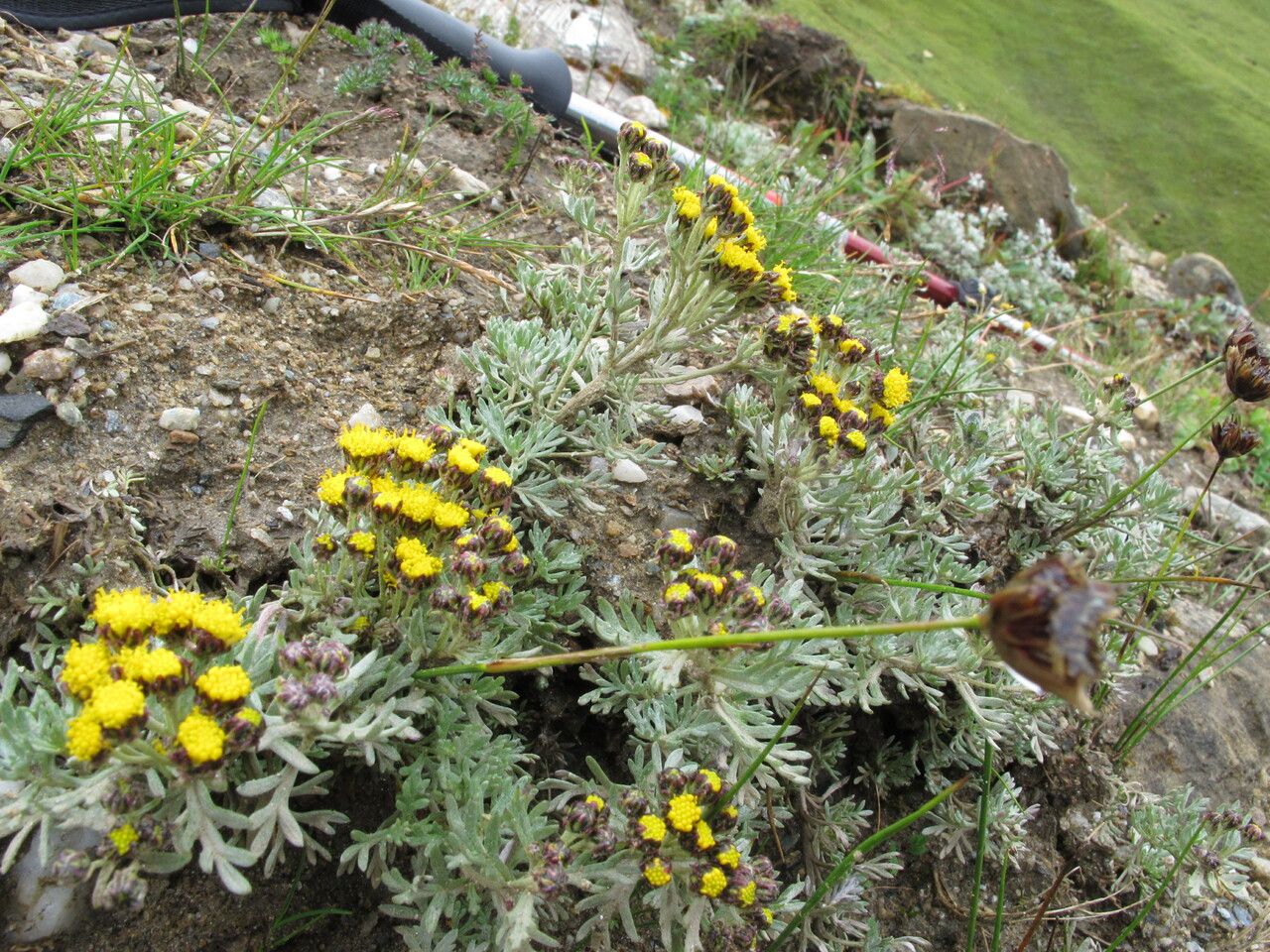 Ajania nubigena habit