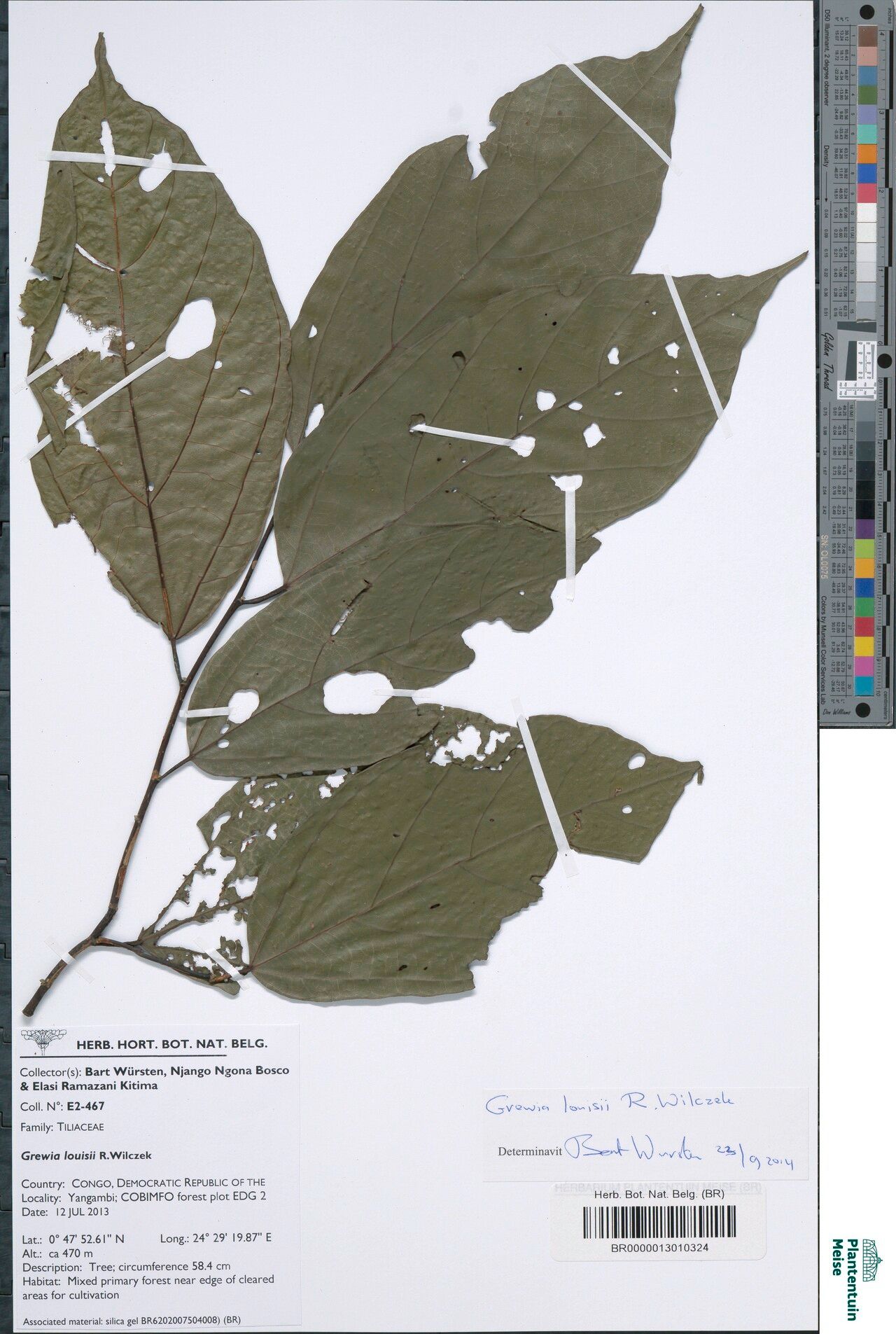 Grewia louisii — houseplant care guide