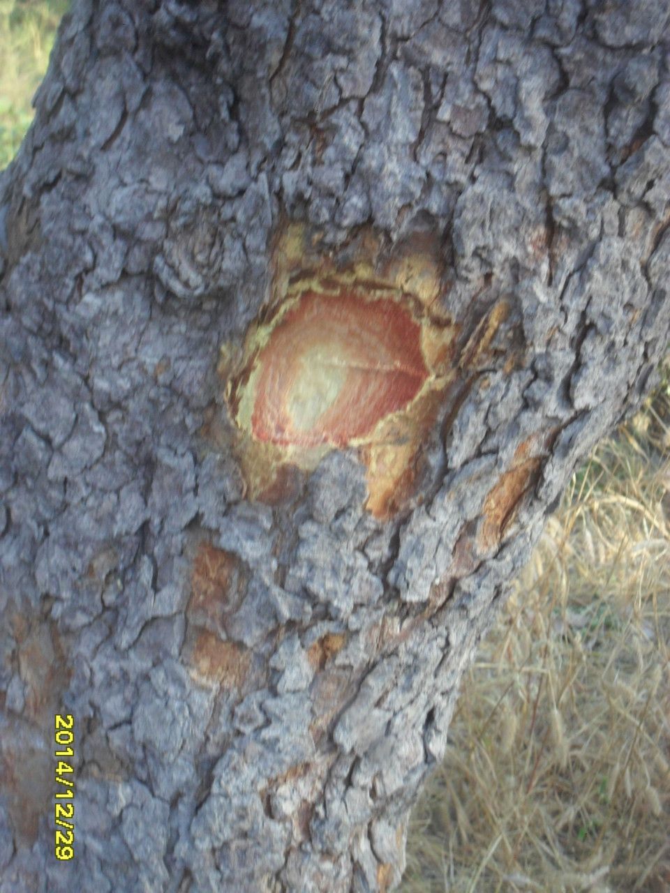 Lophira lanceolata bark