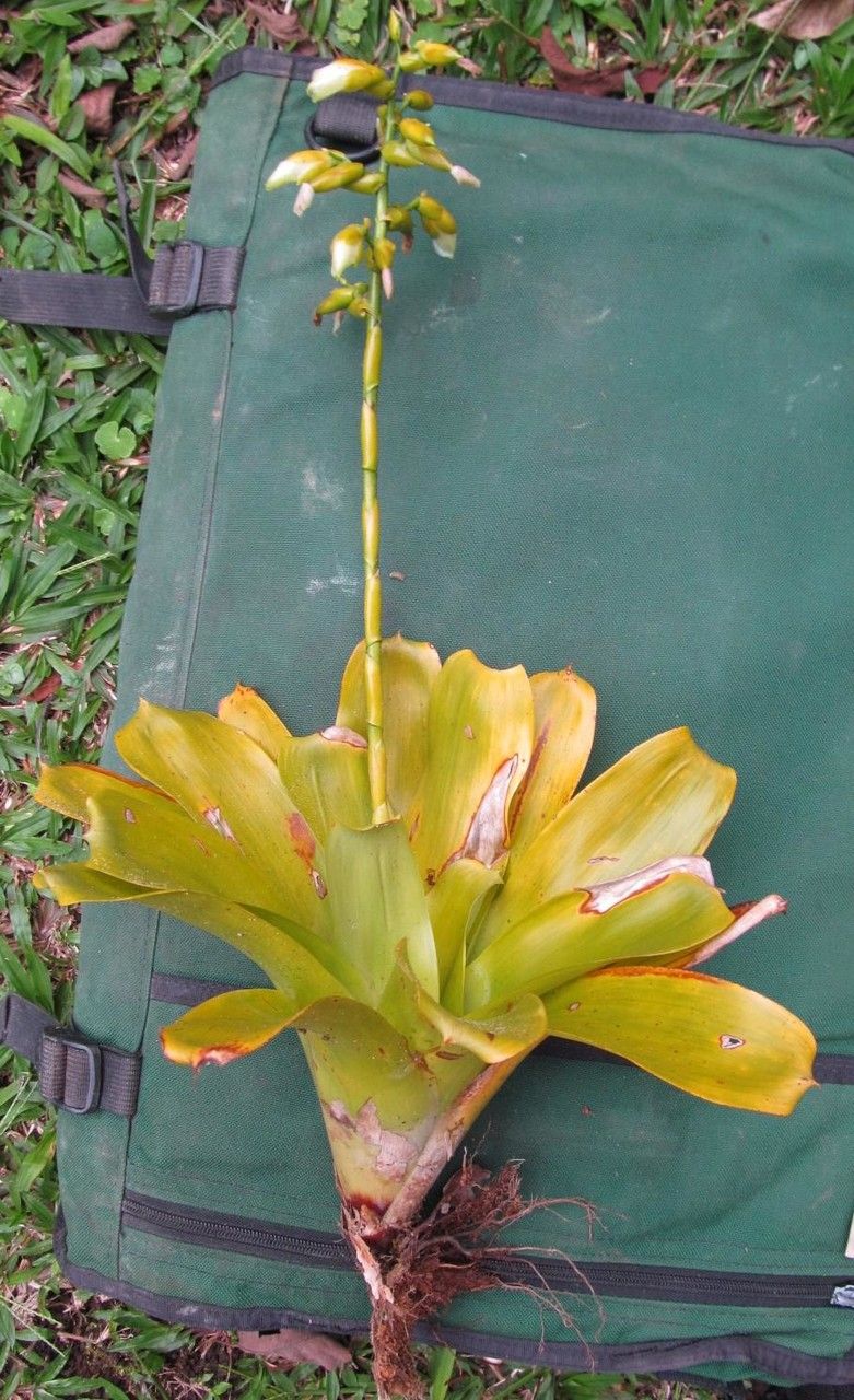 Werauhia greenbergii other