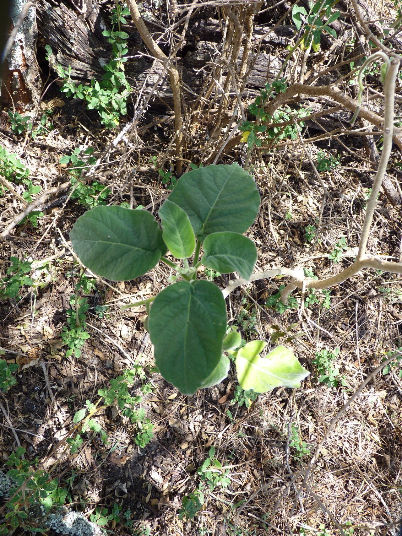 Solanum amotapense — houseplant care guide