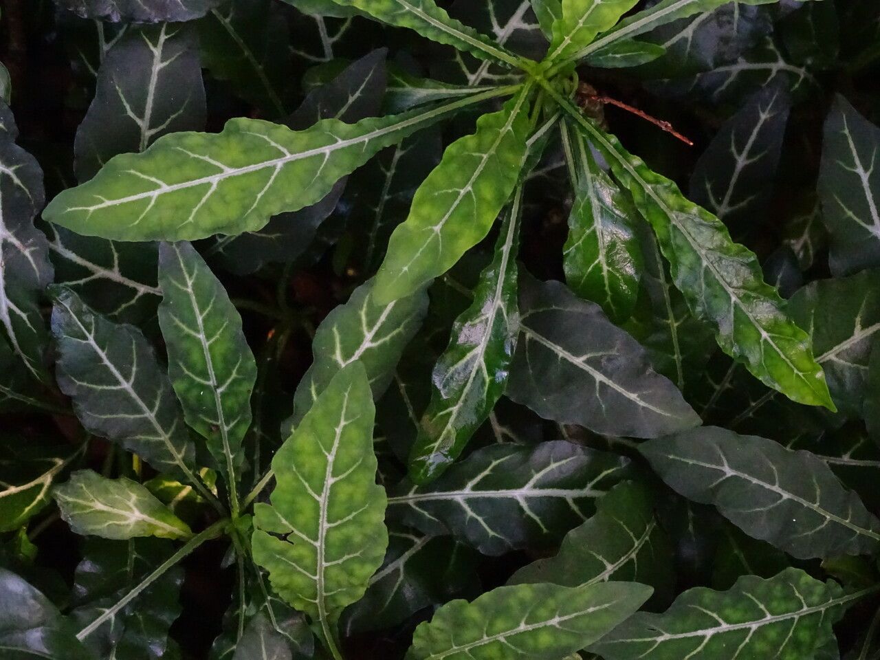 Crossandra flava — search result for 'Crossandra'