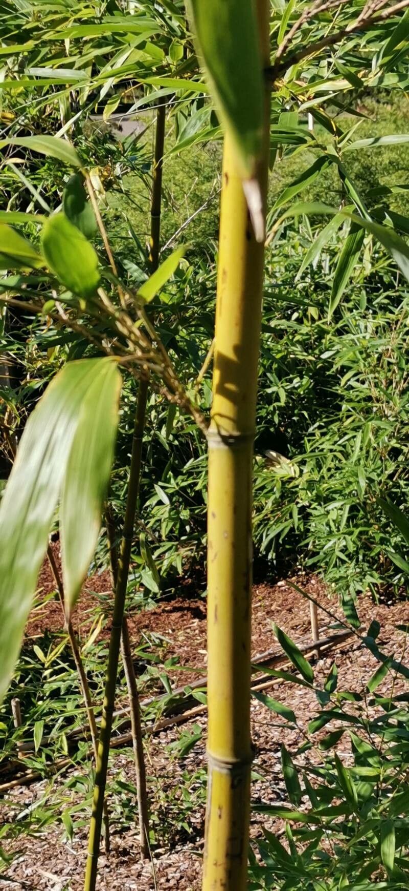 Phyllostachys violascens bark