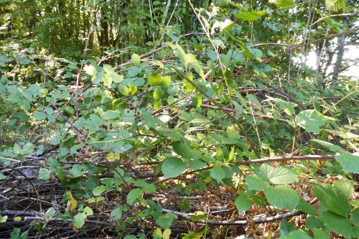 Rubus imbricatus fruit